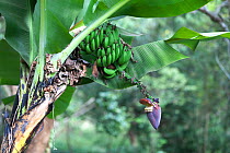 East African Highland bananas (Musa acuminata) including the flower that has not yet opened. Kigongoni Lodge, Arusha, Tanzania.