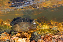 Arctic grayling (Thymallus arcticus) male gaping at the approach of another male in the background. North Park, Colorado, USA. June.