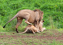 Lion (Panthera leo) ready to mount female, Ngorongoro Crater, Tanzania.