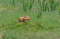 Black-tailed Prairie Dog (Cynomys ludovicianus) mother carrying one of her young to their burrow. Cherry Creek State Park, Colorado, USA, May.