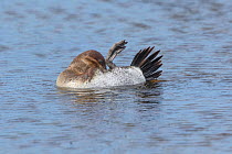 Ruddy duck (Oxyura jamaicensis) female rolling on her side as she preens. Image taken on an Arapaho National Wildlife Refuge pond in North Park, Colorado.