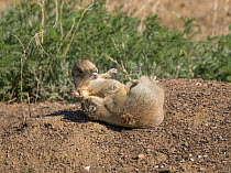 White-tailed prairie dog (Cynomys leucurus) youngsters playing on top of burrow, Arapaho National Wildlife Refuge of North Park, Colorado.