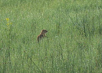 Wyoming ground squirrel (Urocitellus elegans), foraging for food in tall grass covered with dew. Arapaho National Wildlife Refuge, Colorado, USA, June.