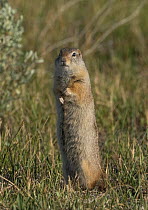 Wyoming ground squirrel (Urocitellus elegans) standing to have a better look around. North Park, Arapaho Wildlife Refuge, Colorado, USA.