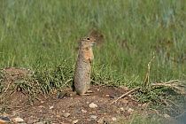 Wyoming ground squirrel (Urocitellus elegans), standing alert. Arapaho National Wildlife Refuge, Colorado, USA, June.