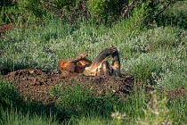 American badger (Taxidea taxus) rolling on the side of the mound that marks the entrance to its burrow. North Park, Colorado, USA, June.