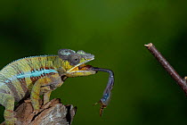 Panther chameleon (Furcifer pardalis) catching Locust with tongue. Controlled conditions.