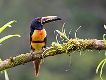 Collared aracari (Pteroglossus torquatus) perched, Costa Rica