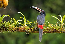 Collared aracari (Pteroglossus torquatus) perched, Costa Rica