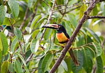 Collared aracari (Pteroglossus torquatus) Costa Rica