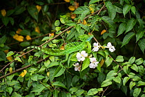 Double-Crested basilisk (Basiliscus plumifrons) on flowers, Costa Rica.