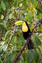 Keel billed toucan (Ramphastos sulfuratus) Costa Rica.