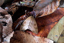 Saturnid moth (Automeris zugana) camouflaged in leaf litter, wings closed. Costa Rica. Sequence 1 of 2
