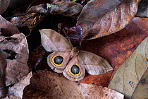 Saturnid moth (Automeris zugana) eye spots displayed following threat. Costa Rica. Sequence 2 of 2