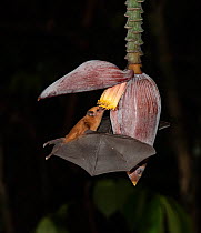 Leaf-nosed bat (Phyllostomidae sp). feeding on Banana flower at night,. Costa Rica