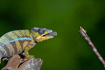 Panther chameleon (Furcifer pardalis) catching locust with tongue. Controlled conditions. Sequence 1 of 4