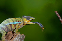 Panther chameleon (Furcifer pardalis) catching locust with tongue. Controlled conditions. Sequence 3 of 4.