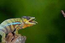 Panther chameleon (Furcifer pardalis) catching locust with tongue. High speed.Controlled. Sequence 4 of 4