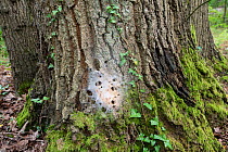 Oak processionary moth (Thaumetopoea processionea) Nest of larvae on bark of Oak tree Surrey, UK, July.