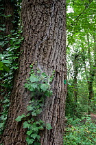 Oak processionary moth (Thaumetopoea processionea) nest of larvae on bark of Oak tree. Note silk trail going up tree. Surrey, UK. July.