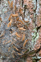 Oak processionary moth (Thaumetopoea processionea) Nest of larvae on bark of Oak tree Surrey, UK, July.