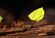 Leafcutter ant (Atta cephalotes) carrying leaf section to nest. Costa Rica.