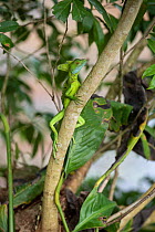 Double-crested basilisk (Basiliscus plumifrons) Costa Rica. Note tick on chin.