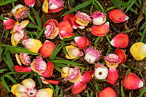 Cannonball tree (Couroupita guianensis) flowers on ground. Costa Rica