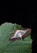 Box tree moth (Cydalima perspectalis) Surrey, UK. First recordede in UK in 2008