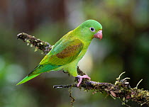 Orange chinned parrot (Brotogeris jugularis) Costa Rica.