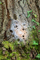 Oak Processionary Moth (Thaumetopoea processionea) nest of larvae on bark of Oak tree (Quercus robur) Surrey, UK, July