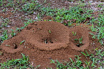 Leafcutter ant (Atta cephalotes) nest, Costa Rica.