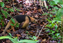 Tamandua (Tamandua mexicana) Costa Rica.