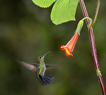 Green-Crowned Brilliant Hummingbird (Heliodoxa jacula) Costa Rica