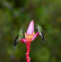 Green-Crowned brilliant hummingbirds (Heliodoxa jacula) feeding, perched on flower, Costa Rica