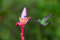 Green-Crowned brilliant hummingbird (Heliodoxa jacula) flying to flower to feed, Costa Rica