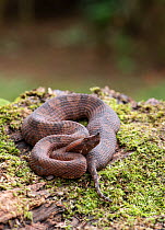 Hognosed pit viper (Porthidium nasutum) Costa Rica