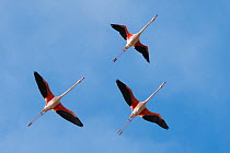 RF - Greater flamingo (Phoenicopterus roseus) group of three in flight, Pont Du Gau Park, Camargue, France.