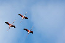 Greater flamingo (Phoenicopterus roseus) group in flight, Pont Du Gau Park, Camargue, France.