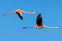 Greater flamingo (Phoenicopterus roseus) two in flight, Pont Du Gau Park, Camargue, France.