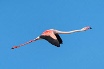 Greater flamingo (Phoenicopterus roseus) flying, Pont Du Gau Park, Camargue, France.