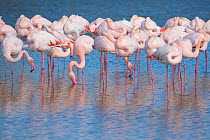 Greater flamingo (Phoenicopterus roseus) flock, Pont Du Gau Park, Camargue, France.