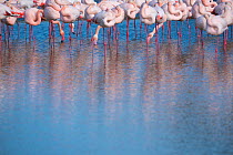 Greater flamingo (Phoenicopterus roseus) flock, Pont Du Gau Park, Camargue, France.