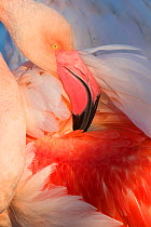 Greater flamingo (Phoenicopterus roseus) Pont Du Gau Park, Camargue, France.
