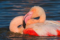 Greater flamingo (Phoenicopterus roseus) Pont Du Gau Park, Camargue, France. bathing,