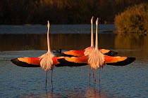 Greater flamingo (Phoenicopterus roseus) Pont Du Gau Park, Camargue, France. courtship display,