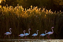 Greater flamingo (Phoenicopterus roseus) Pont Du Gau Park, Camargue, France.
