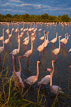 Greater flamingo (Phoenicopterus roseus) Pont Du Gau Park, Camargue, France. courtship display,