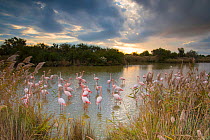 Greater flamingo (Phoenicopterus roseus) Pont Du Gau Park, Camargue, France. November.