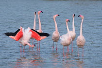 Greater flamingo (Phoenicopterus roseus) courtship display, Pont Du Gau Park, Camargue, France.